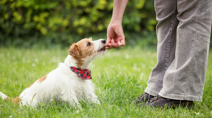 Trainer teaching a cute smart jack russell terrier puppy dog to sit in the grass and giving treats. Pet obedience training concept, web banner. © Reddogs