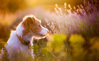 Thinking beautiful cute jack russell terrier pet dog puppy sitting in the lavender field with flowers in summer
