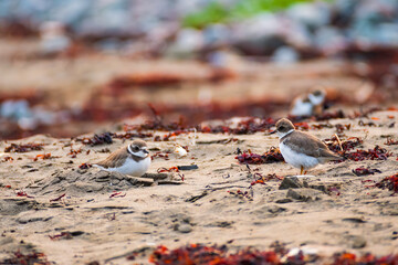 Semipalmated Plover on sand beach searching for food