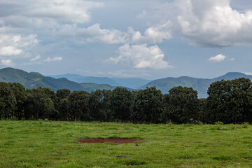 Paisaje con arboles y cielo en la pradera