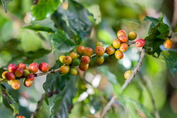 Granos de café del árbol de café