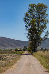 Camino rural 