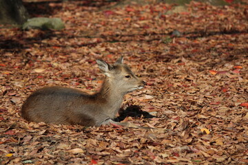 Deer at the Nara park