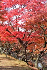 autumn in the park