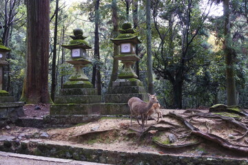 deer in a Japanese park