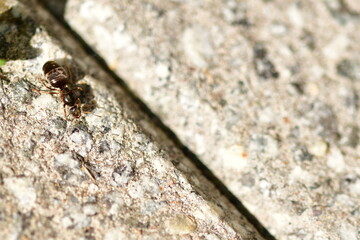 Große Ameise auf Terrasse