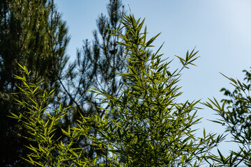 Bamboo Phyllostachys aureosulcata. Green leaves bamboo Phyllostachys aureosulcata against blurred background. Close-up. Selective focus. Leaves glow in rays of sun. Atmosphere of calm and relaxation.