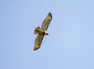 Soaring Red-Tailed Hawk in Morning Light