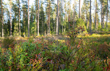 Blueberry sprigs with ripe blueberries in front of sunlit forest in early autumn