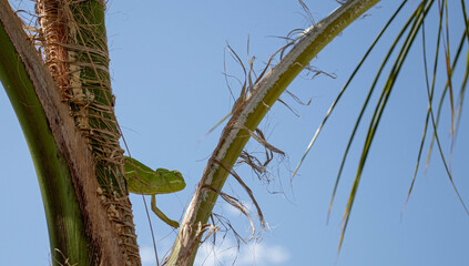Camaleón verde andado sobre las ramas de una palmera.