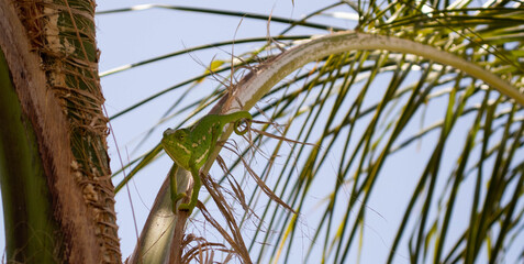 Camaleón verde en una palmera.