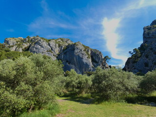 Beautiful landscape in the Luberon in Provence with a field of olive trees, rocky hills and a white cloud all in length that crosses a nice blue sky