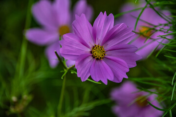 Fototapeta premium Summer flowers pink cosmos flowers - in Latin Cosmos Bipinnatus