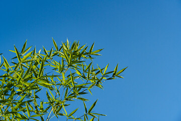 Bamboo Phyllostachys aureosulcata. Green leaves of Phyllostachys aureosulcata bamboo against blue sky. Close-up. Leaves glow in sun. Atmosphere of calm and relaxation. Nature concept for design.
