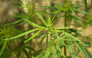 Fototapeta na wymiar Herb leaf