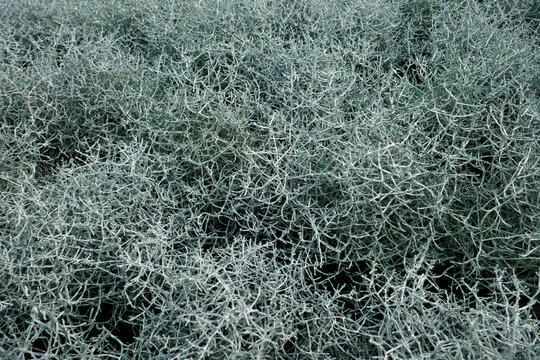 Calocephalus Brownii Photos Royalty Free Images Graphics Vectors Videos Adobe Stock