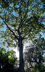 Fototapeta premium Monkey pot tree (Lecythis pisonis) Rio de Janeiro, Brazil