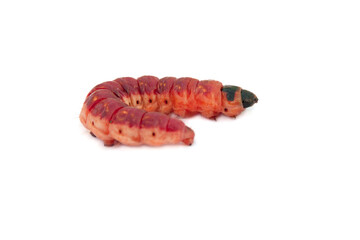 Bright colourful caterpillar on a white background