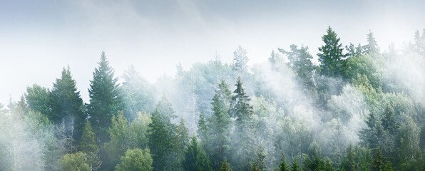 Gauja river valley and pine forest in a clouds of thick mysterious morning fog at sunrise. Sigulda, Latvia. Breathtaking panoramic aerial view. Pure nature, environmental conservation, eco tourism