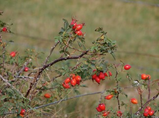 Hagebuttenstrauch mit roten Früchten