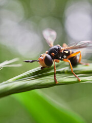 fly on leaf