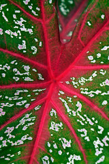 Caladium leaves (Caladium bicolor)