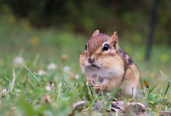 closeup of chipmunk with food stored in its cheeks