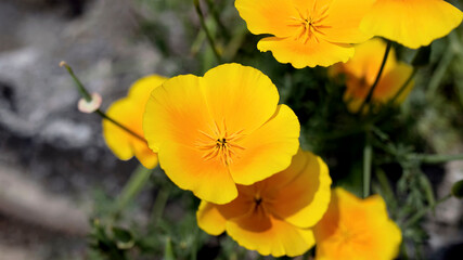 Yellow and Orange Poppies growing at the side of the road