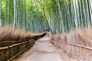 Fototapeta premium Bamboo Forest in Arashiyama in Kyoto, Japan