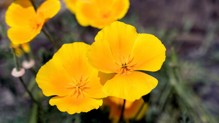 Yellow and Orange Poppies growing at the side of the road