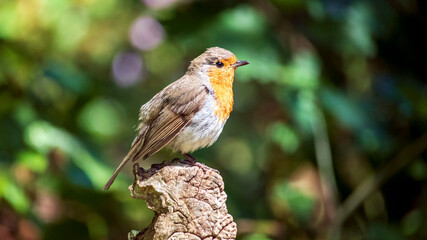 Fototapeta premium A Robin Redbreast basking in the sun