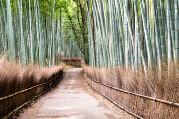 Bamboo Forest in Arashiyama in Kyoto, Japan