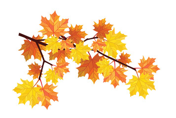 Maple branch isolated on white background. Vector illustration.