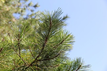 マツの枝先、葉