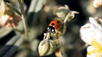 A Seven Spotted Ladybird on a flower bud