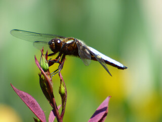 libellula