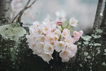 cherry tree blossom