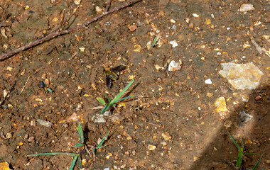 Missouri weather turned hot and dry leaving a brown crusty parched ground. The dirt is where this honey bee decided to rest and spread its wings for a spell. Bokeh effect.