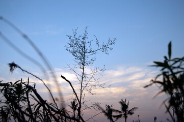 Fototapeta premium grass and sky