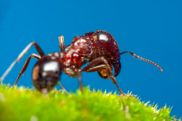 Beautiful Strong jaws of red ant close-up