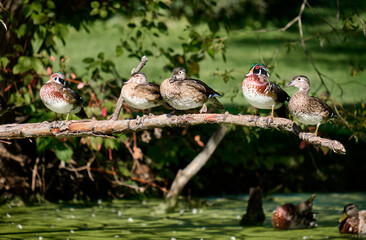 Flock of wood duck (Aix sponsa) sitting on branch over pond, females and males in eclipse plumage