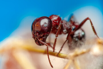 Beautiful Strong jaws of red ant close-up