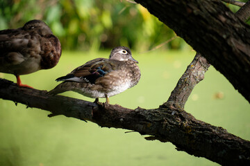 Female wood duck (Aix sponsa) sitting on branch over pond  in eclipse plumage