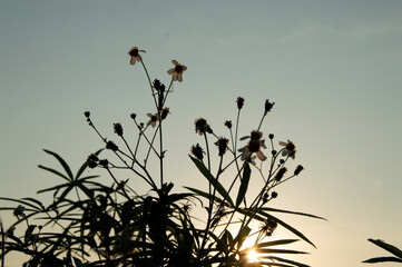 grass and sky