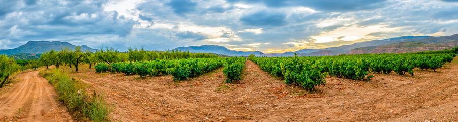 Fototapeta na wymiar vineyards prepared for harvesting on a summer evening with clouds