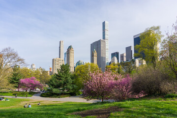 Central Park with a view of trees and Manhattan skyscrapers in the background - obrazy, fototapety, plakaty