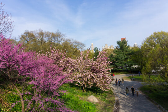 Central Park in Manhattan with a view of blooming trees and people