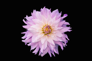 Blooming pink dahlia isolated on black background. Dahlia is a genus of bushy, tuberous, herbaceous perennial plants native to Mexico.