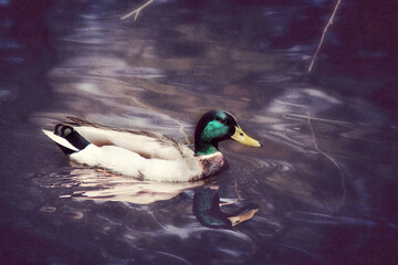 duck on the lake