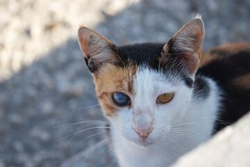 Gatto occhi bicolore